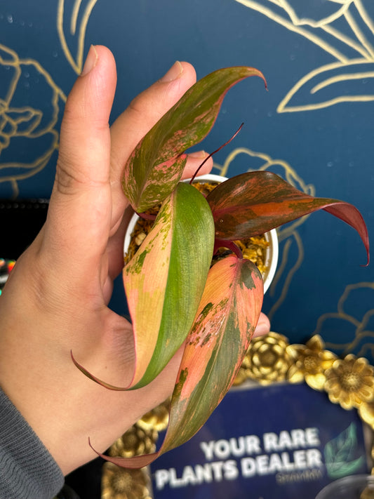 Philodendron Princess of Fire