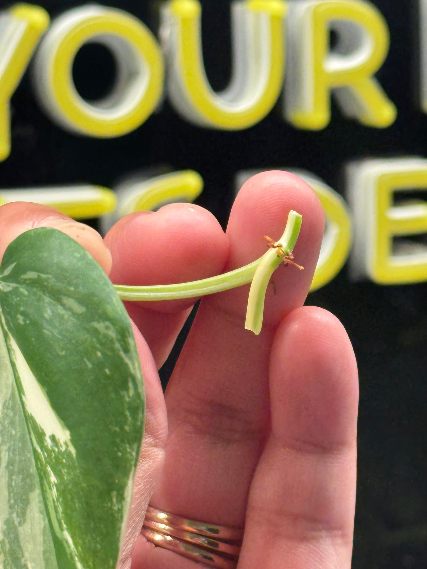 Philodendron Heartleaf Albo