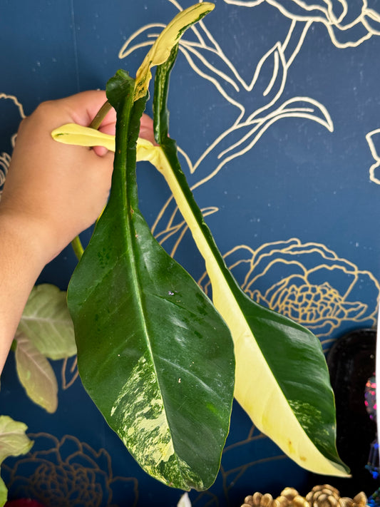 Philodendron Variegated Joepii