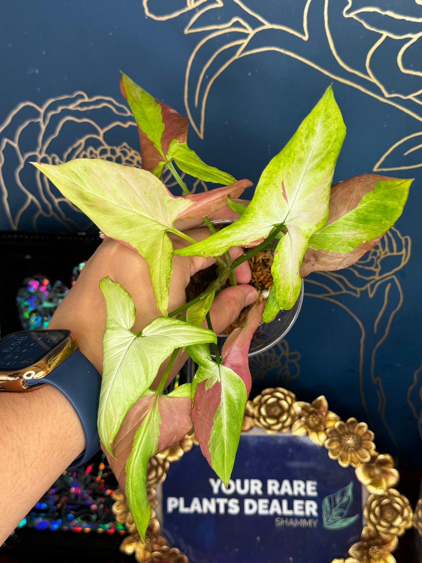 Syngonium bundle for MG