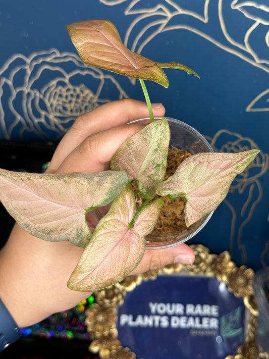 Syngonium Podophyllum Pink on Pink Variegated