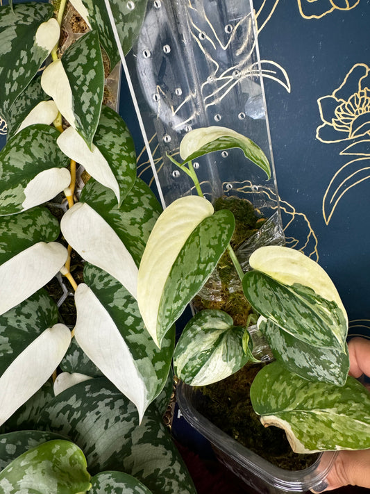 Left is Exotica Albo Thick leaves, Right is Exotica albo Noid