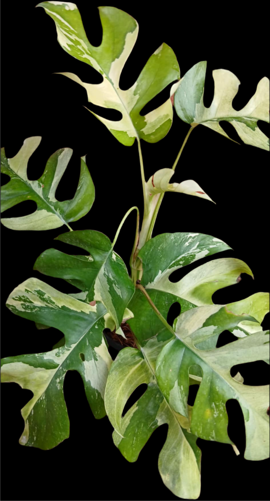 Rhapidapora Tetrasperma Variegated (Preorder)