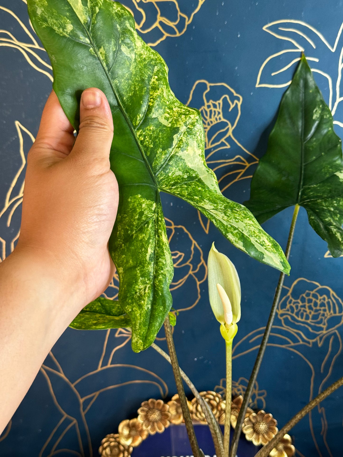 Alocasia Boyceana Tricolor