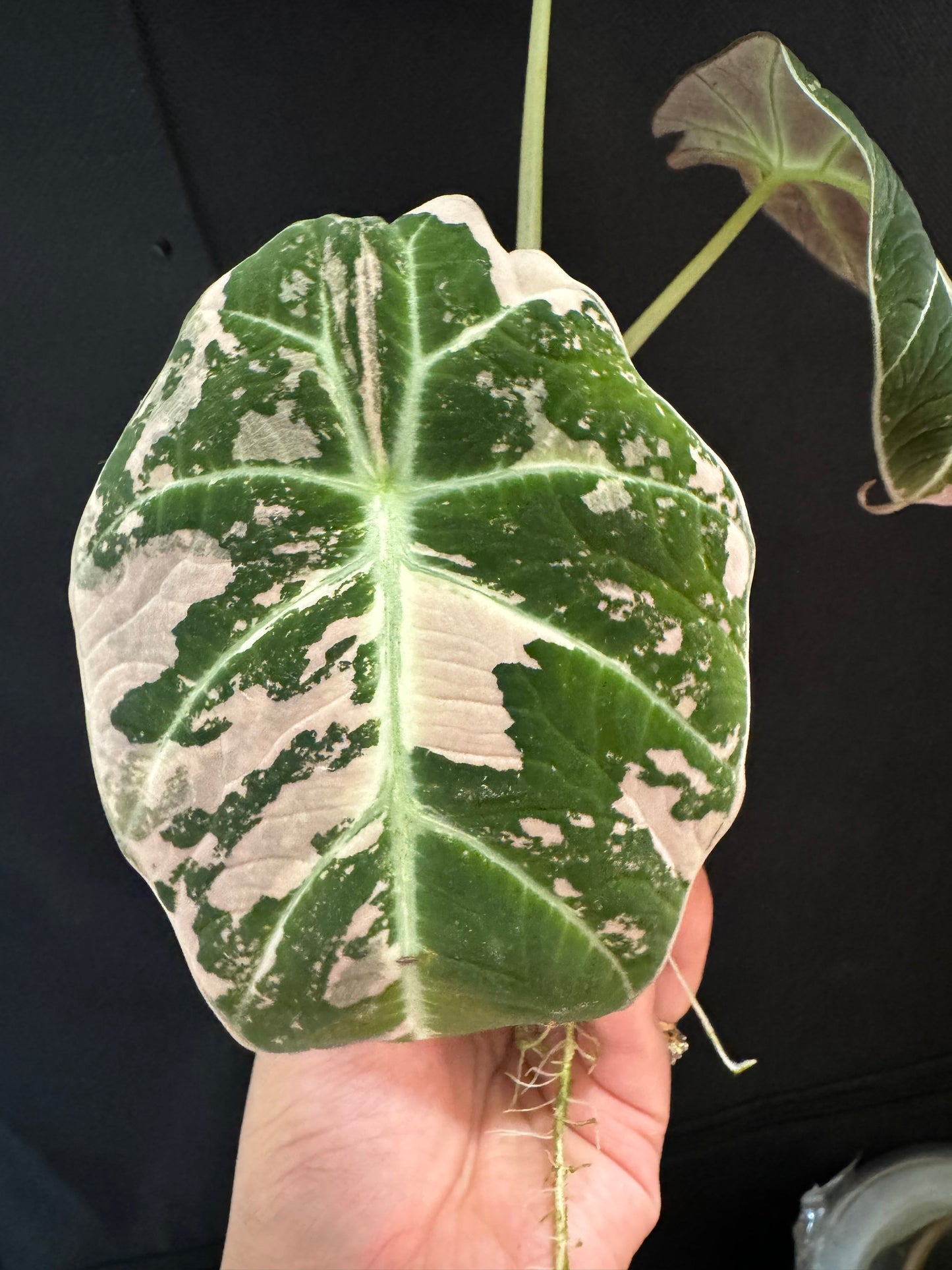 Alocasia Black Velvet Pink