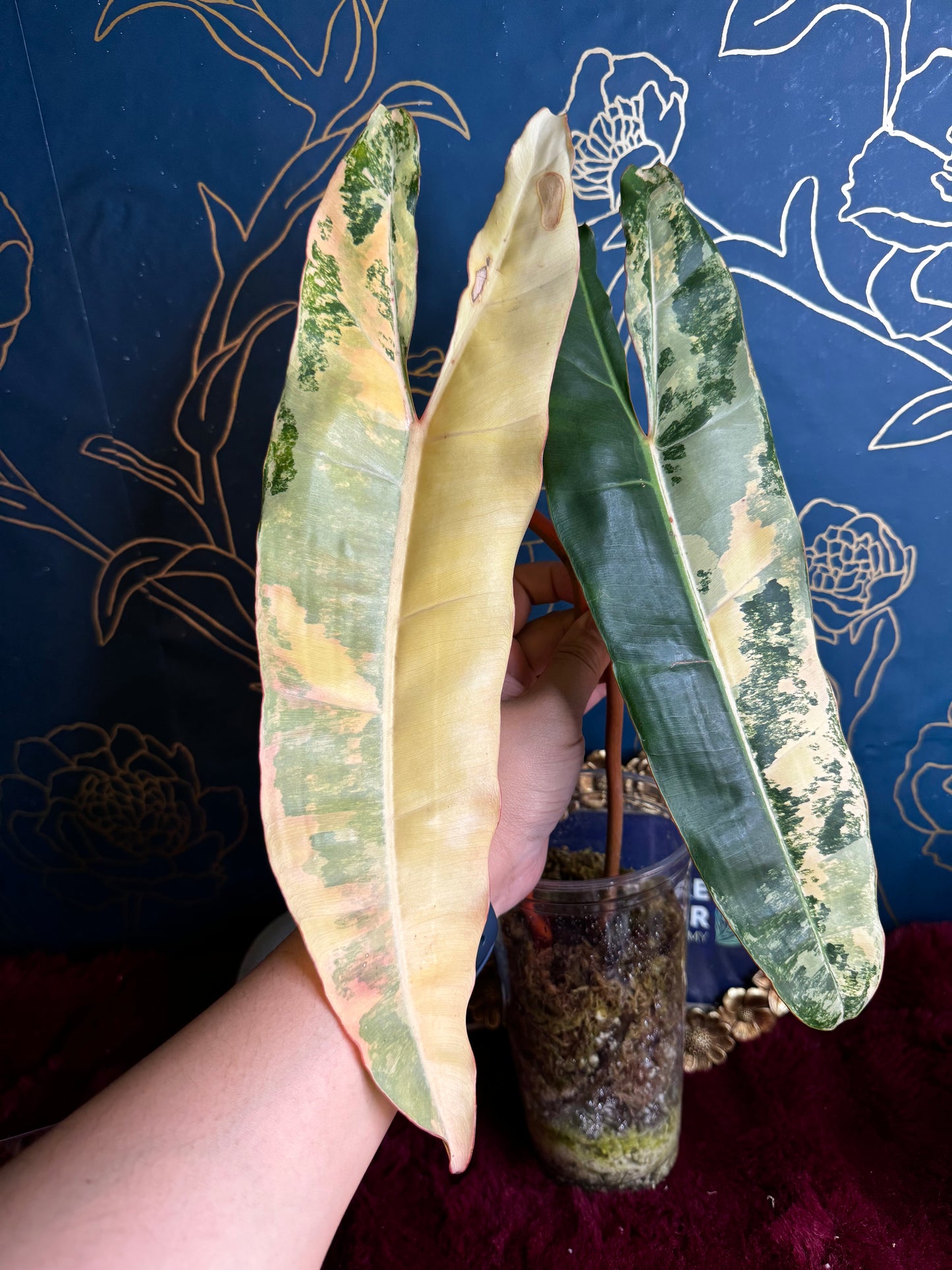 Philodendron Variegated Billietae