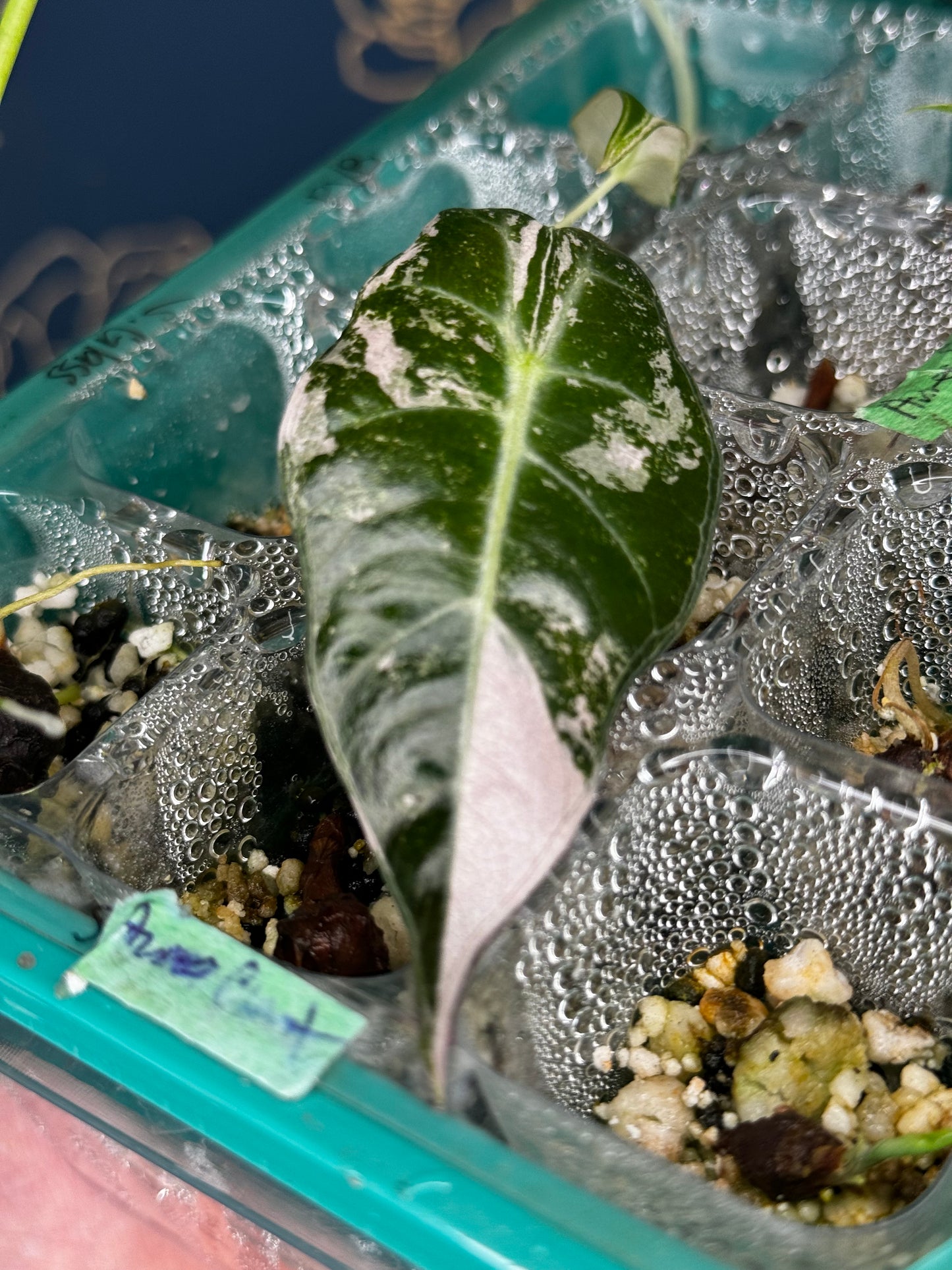 Alocasia Amazonica Poly Albo/Pink