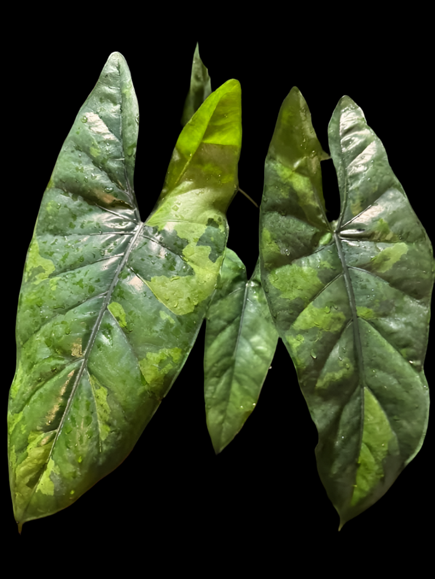 Alocasia Corazon Variegated