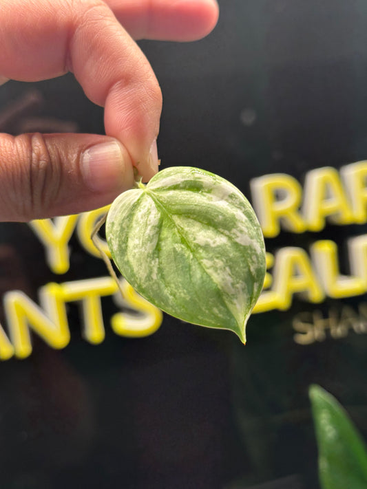 Philodendron Brandtianum Variegated