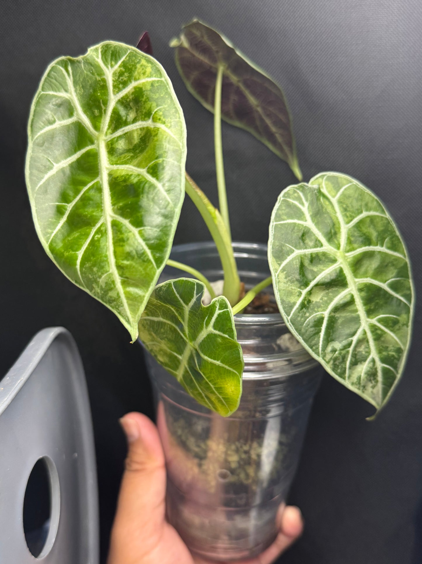 Alocasia Watsonia Pink Doff