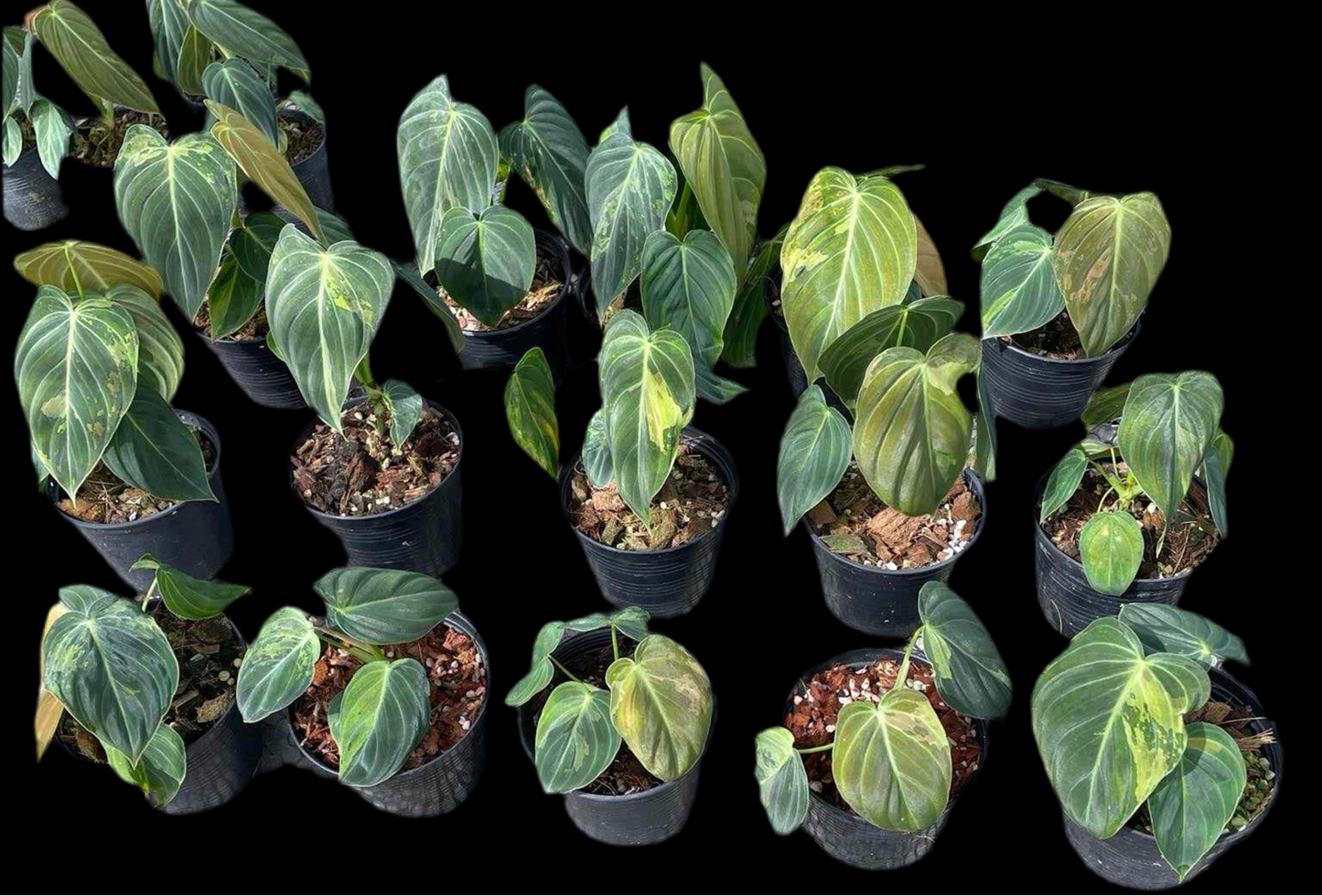 P. Variegated Melano 10pcs. (Preorder) Wholesale