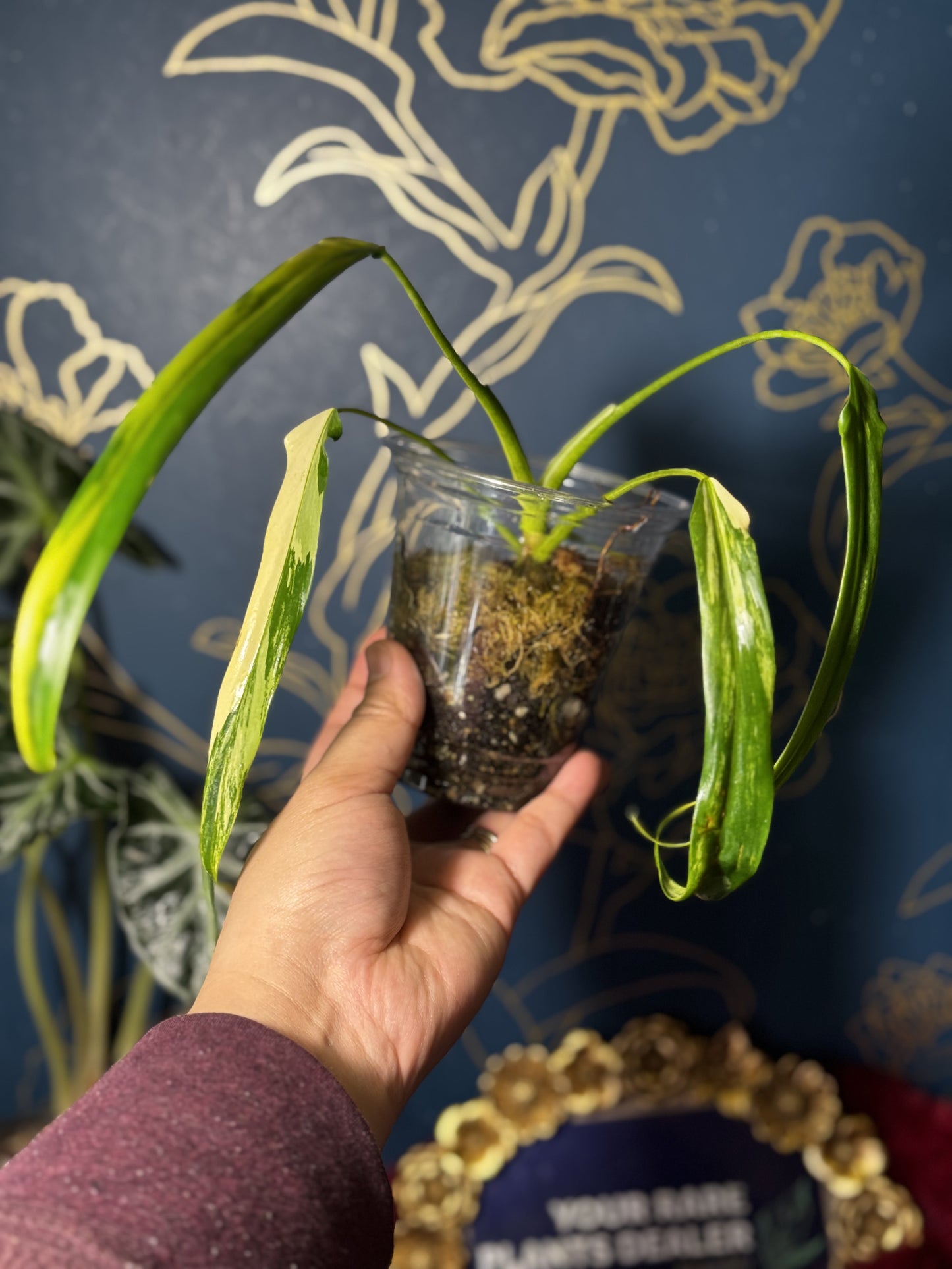 Philodendron Variegated Holtonianum