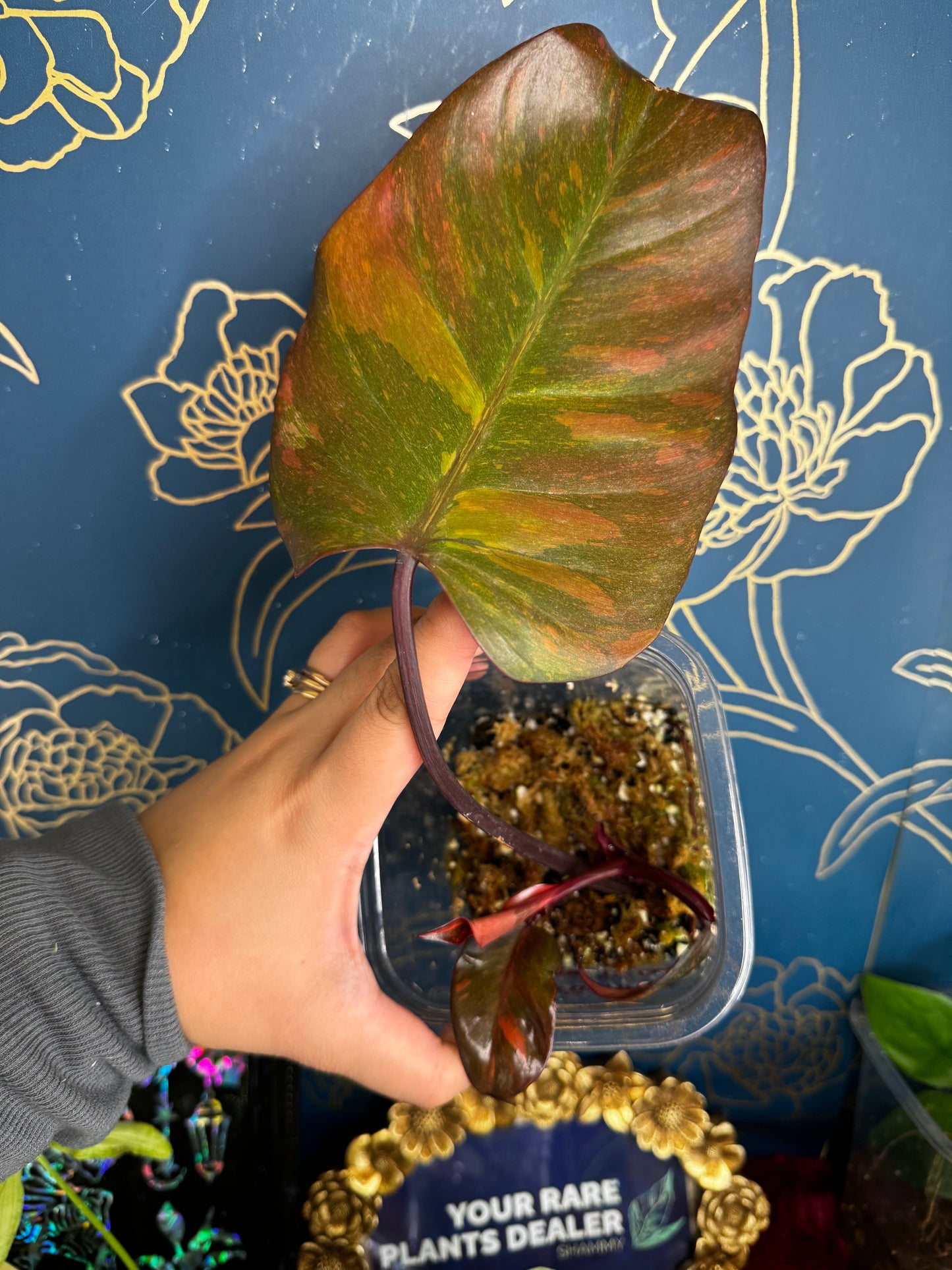 Philodendron Orange Princess Galaxy