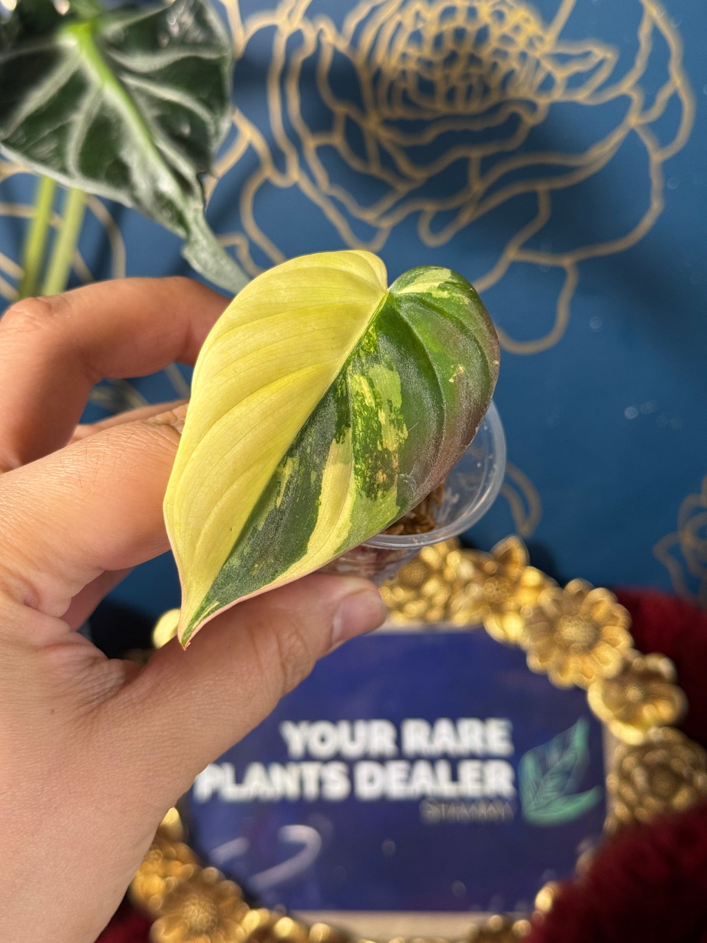 Philodendron Micans Aurea