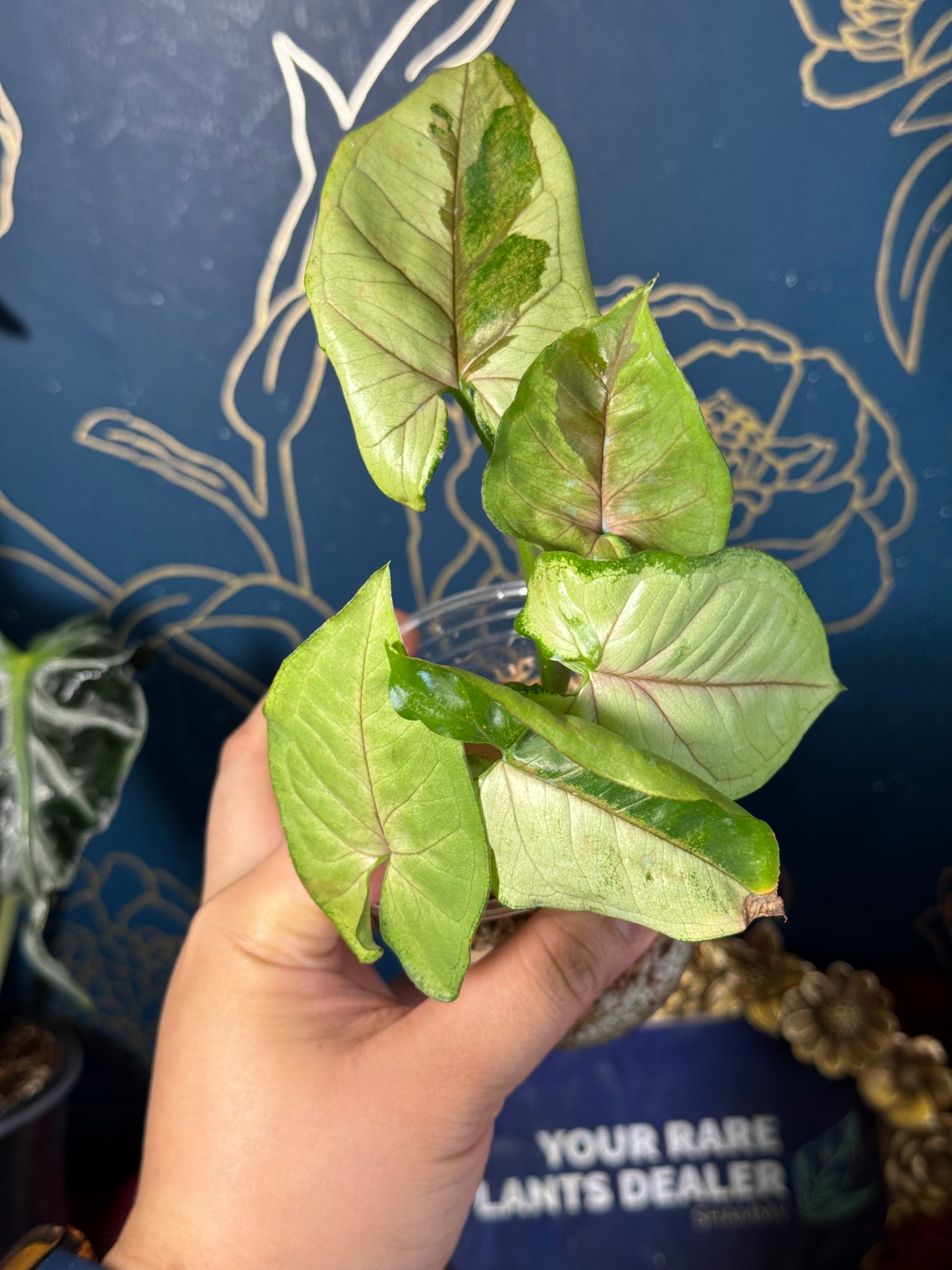 Syngonium Brown Lava