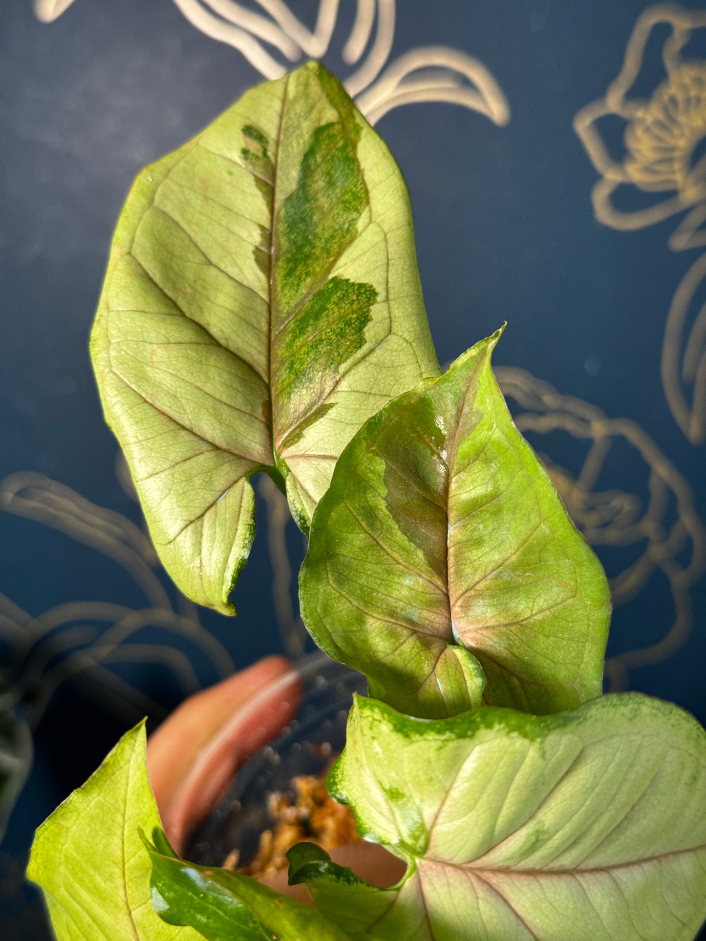 Syngonium Brown Lava