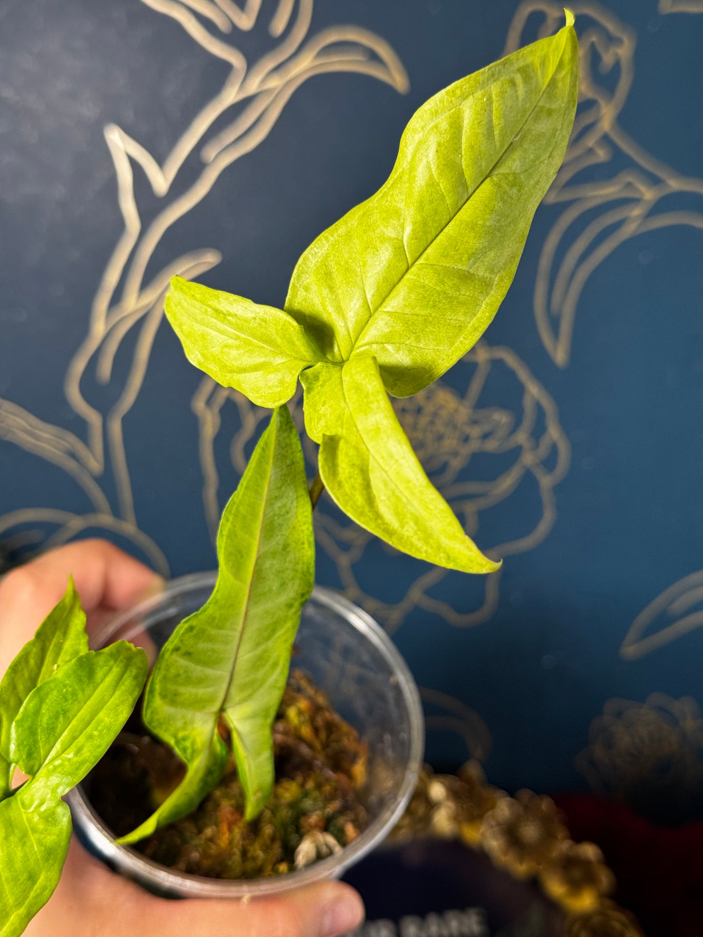 Syngonium Angustatum Lime