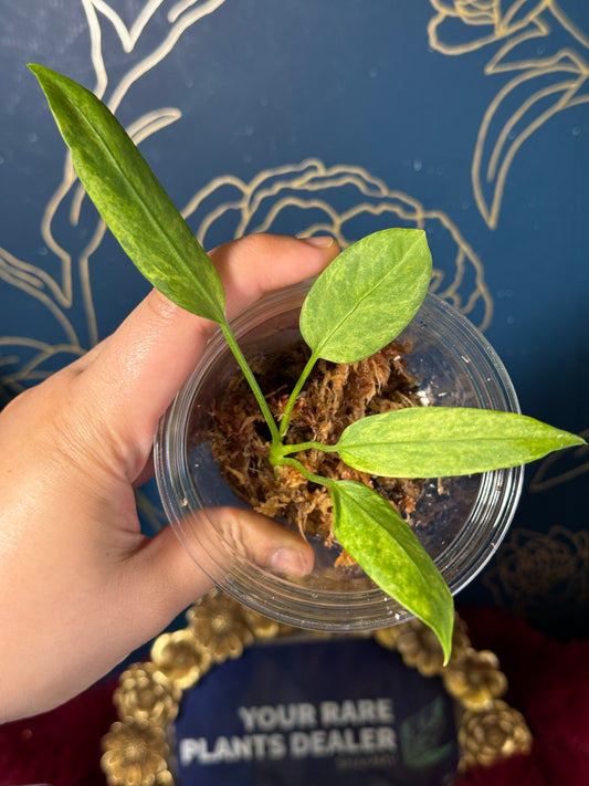 Anthurium Vittarifolium Variegated