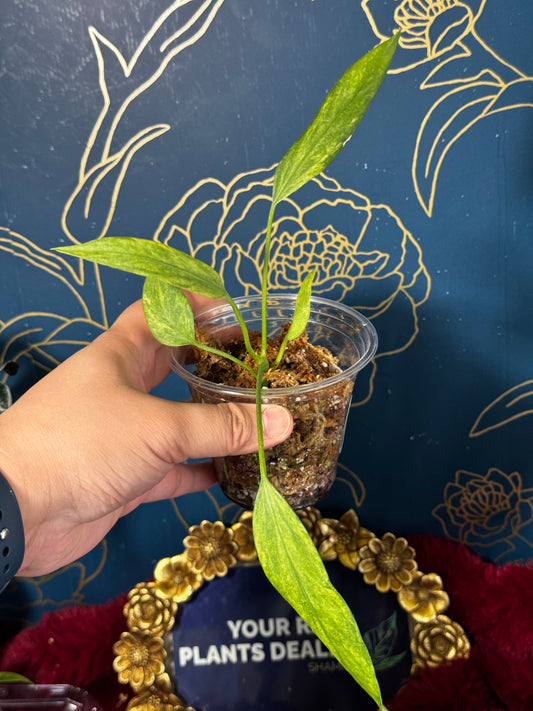 Anthurium Vittarifolium Variegated