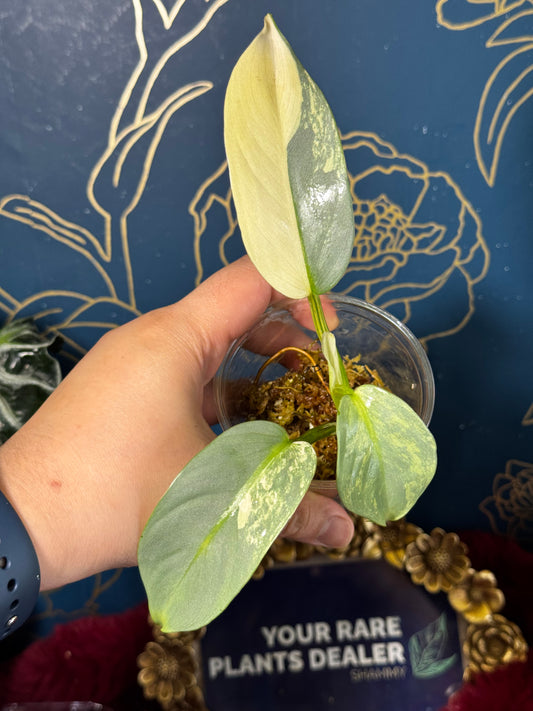 Philodendron Silver Sword Variegated