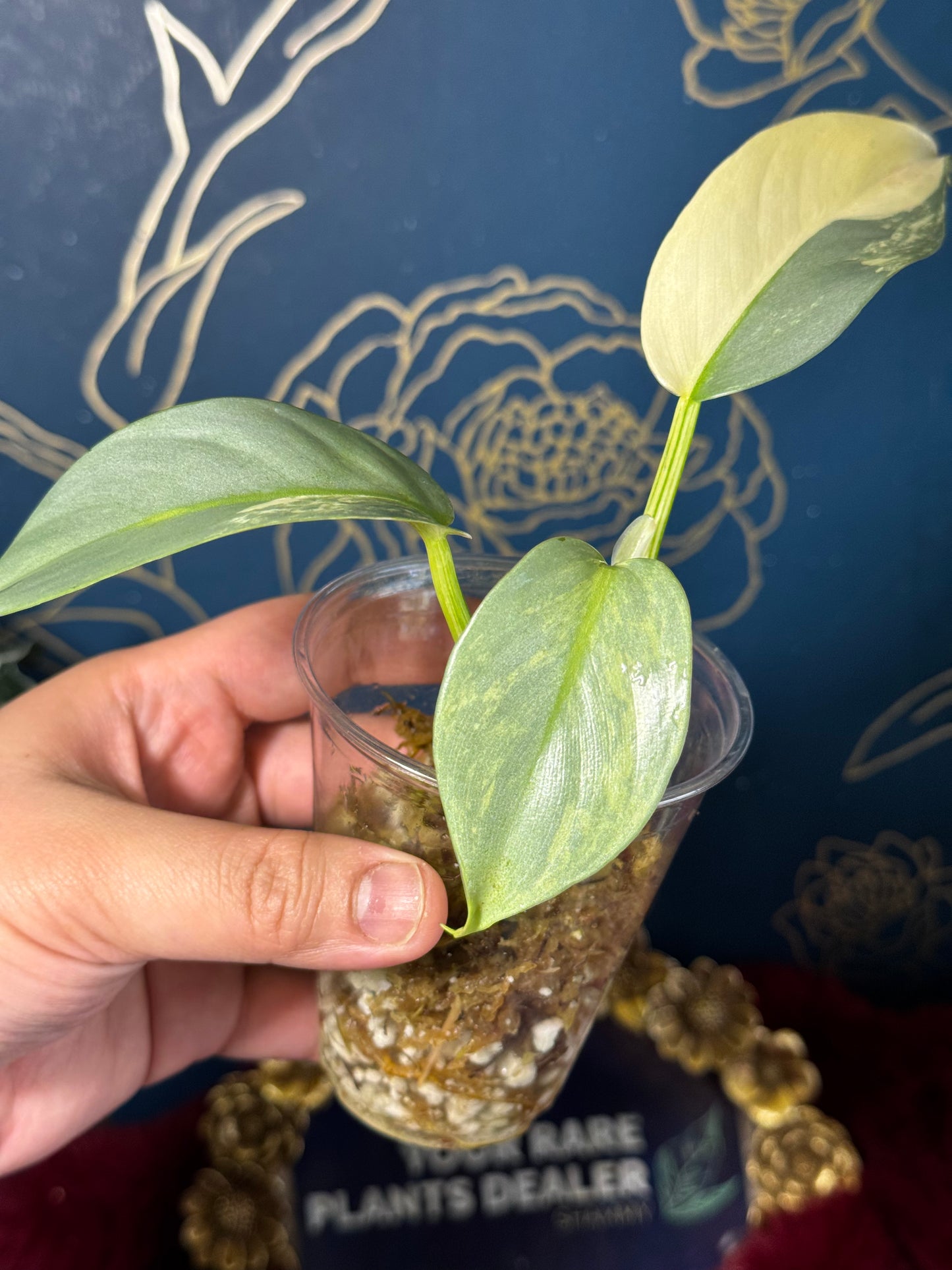 Philodendron Silver Sword Variegated