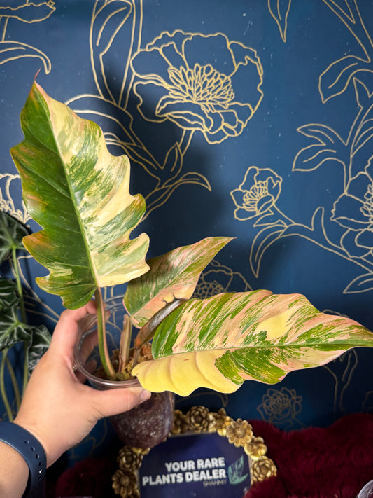 Philodendron Caramel Marble