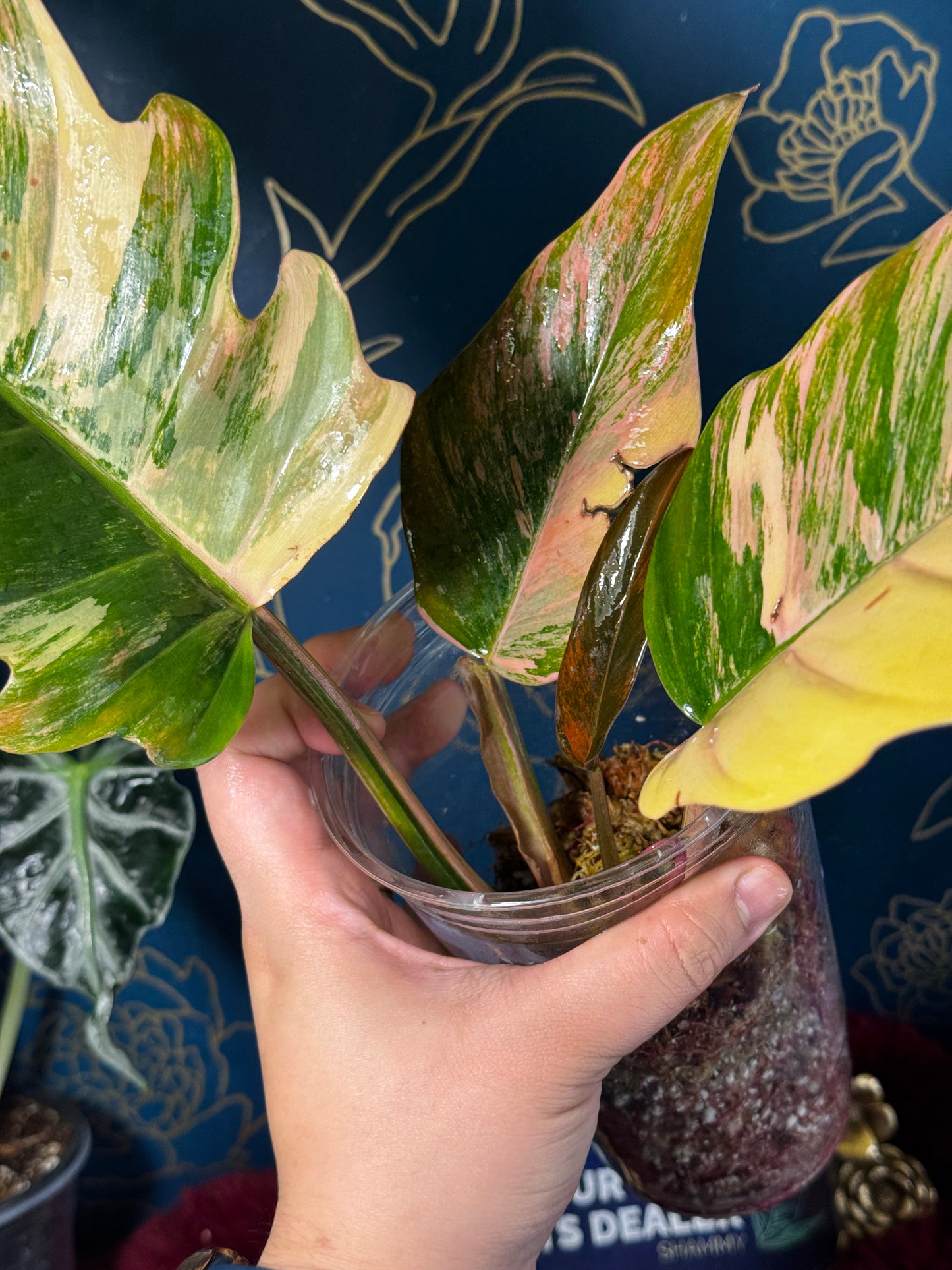 Philodendron Caramel Marble