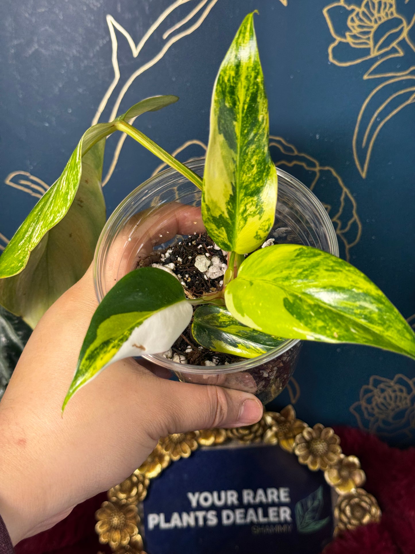 Philodendron White Princess  Tricolor (Yellow/Aurea) Rare