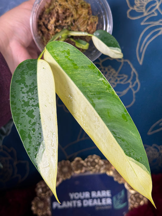 Epipremnum Giganteum Creamfrost