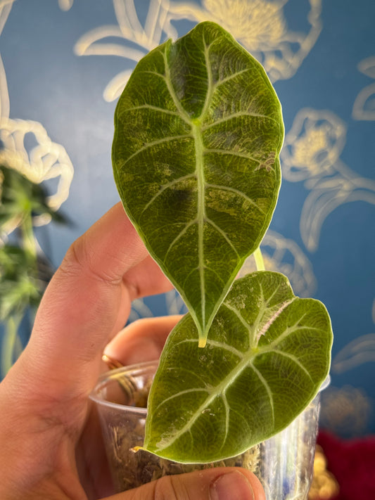 Alocasia Watsonia Pink