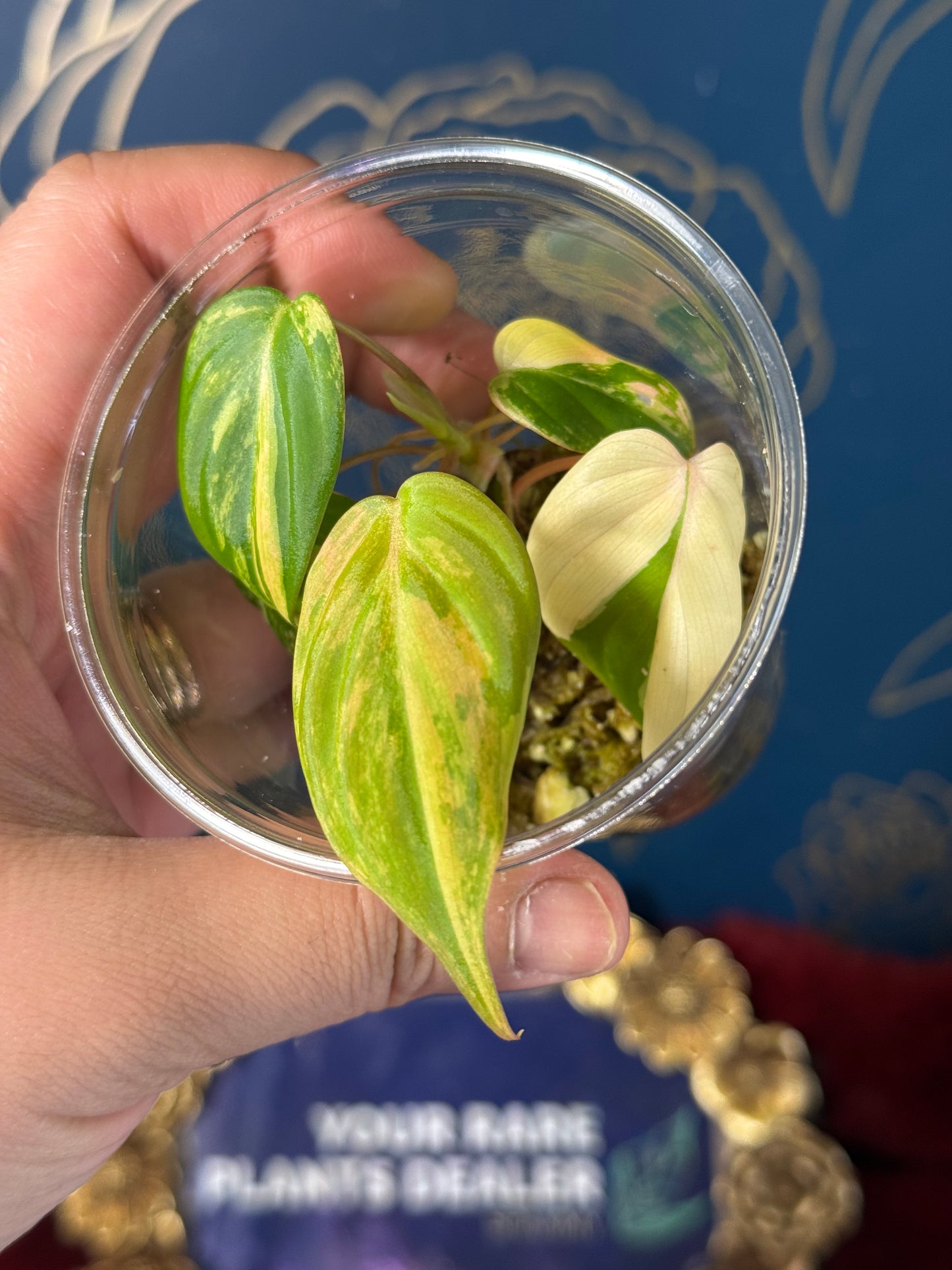 Philodendron Micans Aurea