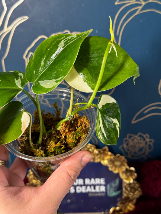 Philodendron Heartleaf Albo