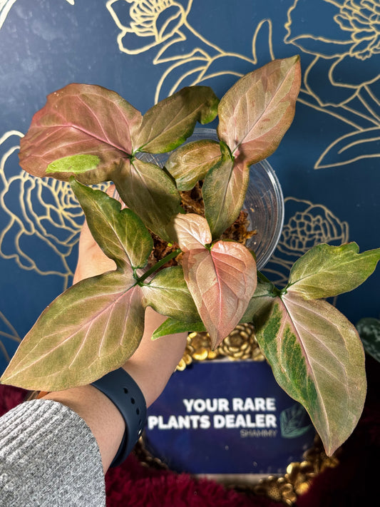 Syngonium Pink Rain