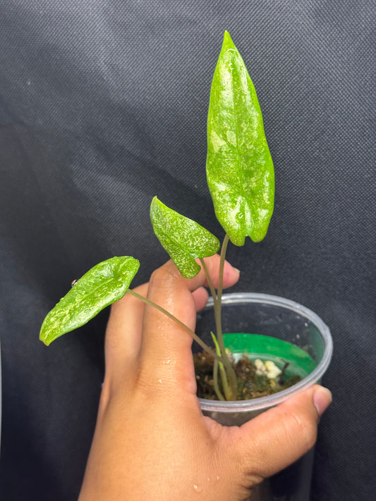 Alocasia Heterophylla Ghost