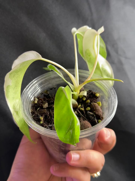 Philodendron Paraiso Verde Albo Lava